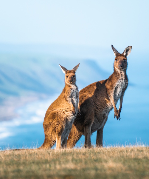 Kangaroos